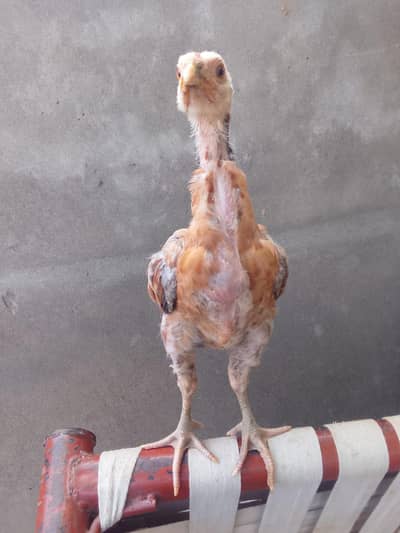 Aseel Chicks pair