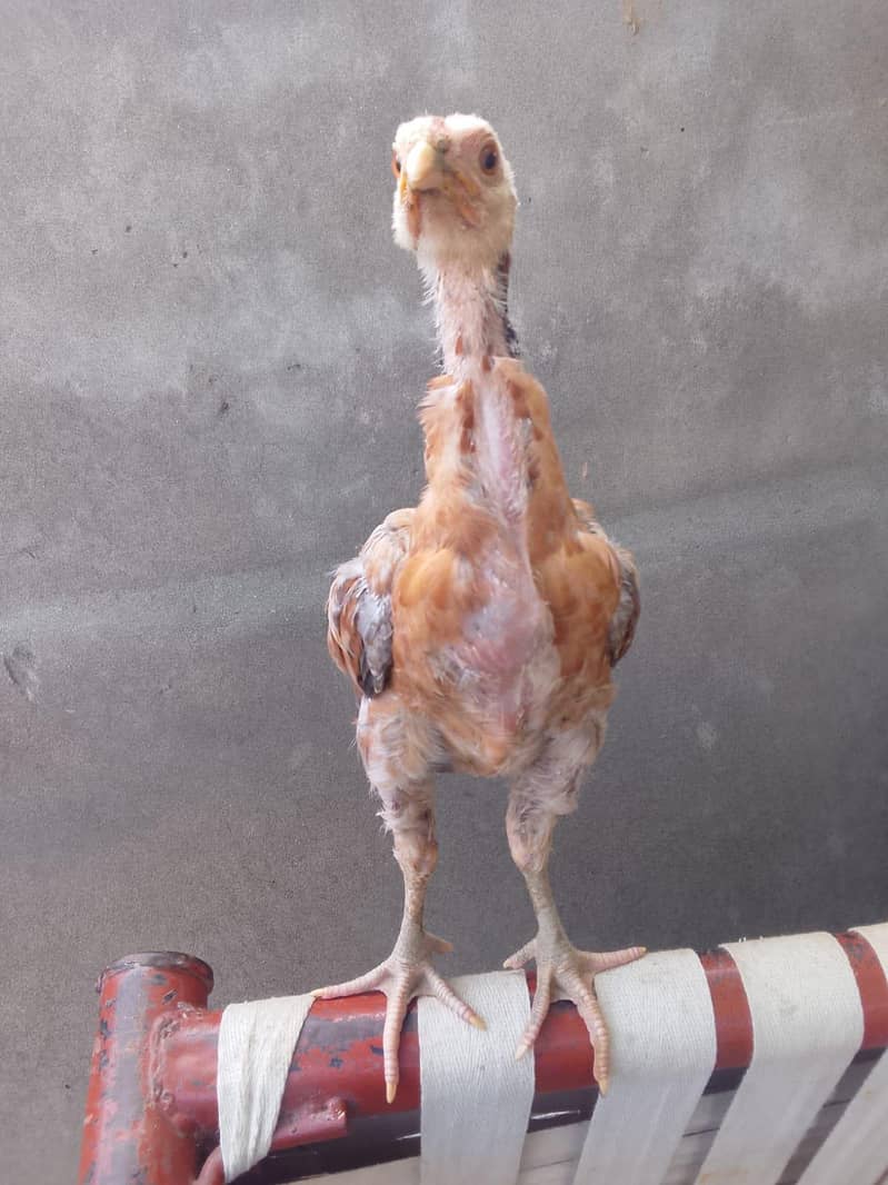 Aseel Chicks pair 0