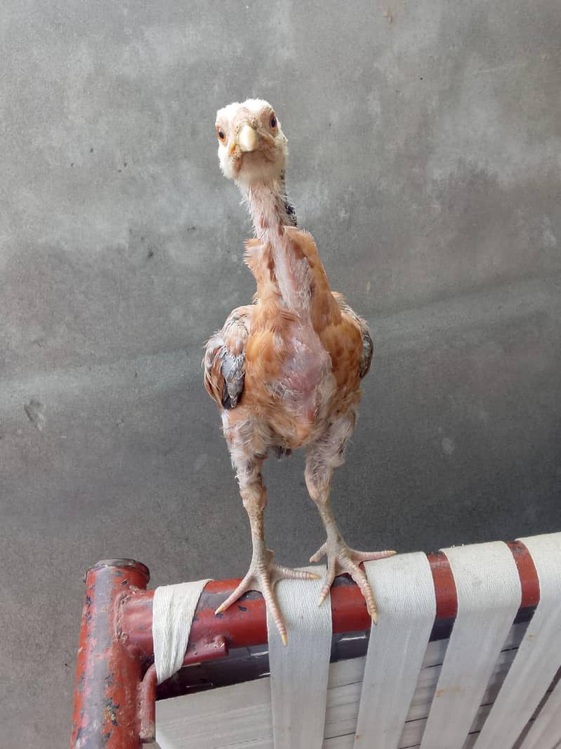 Aseel Chicks pair 1