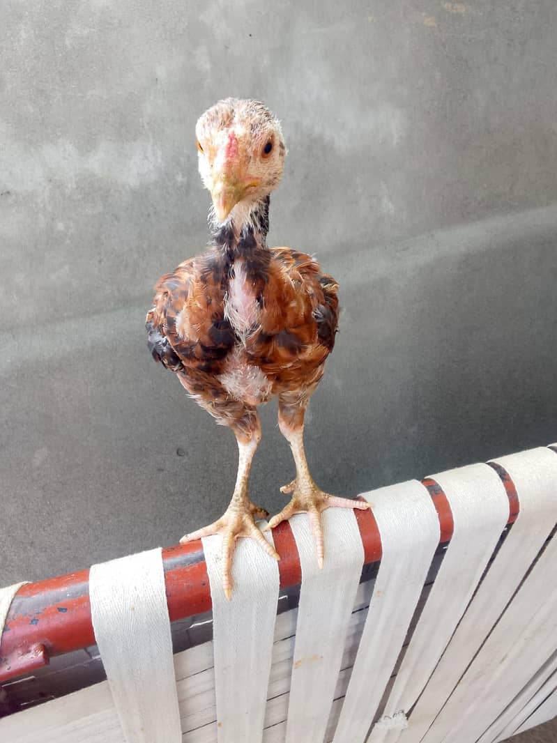 Aseel Chicks pair 2