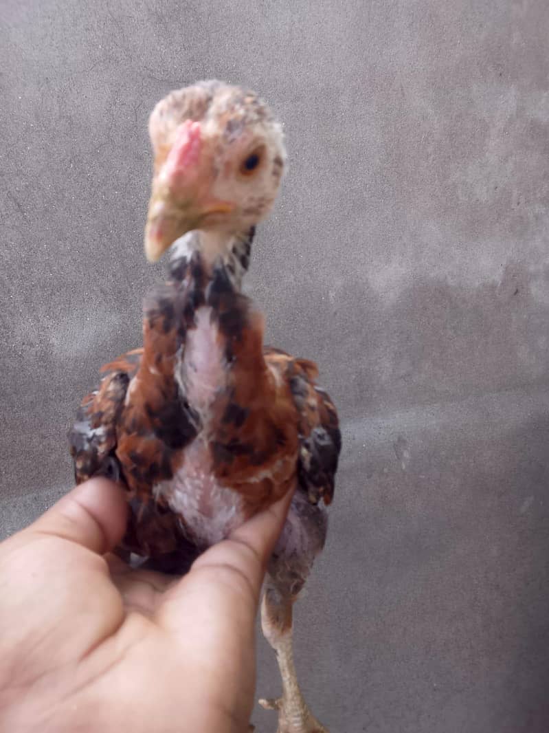 Aseel Chicks pair 3