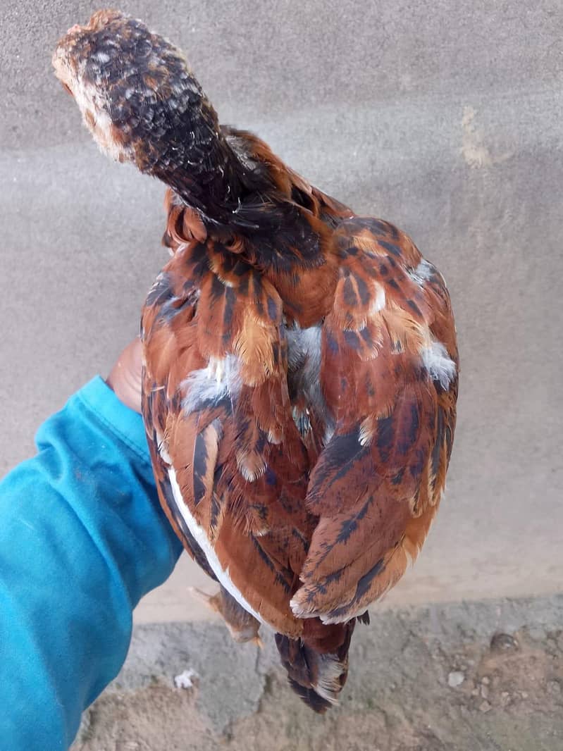 Aseel Chicks pair 4