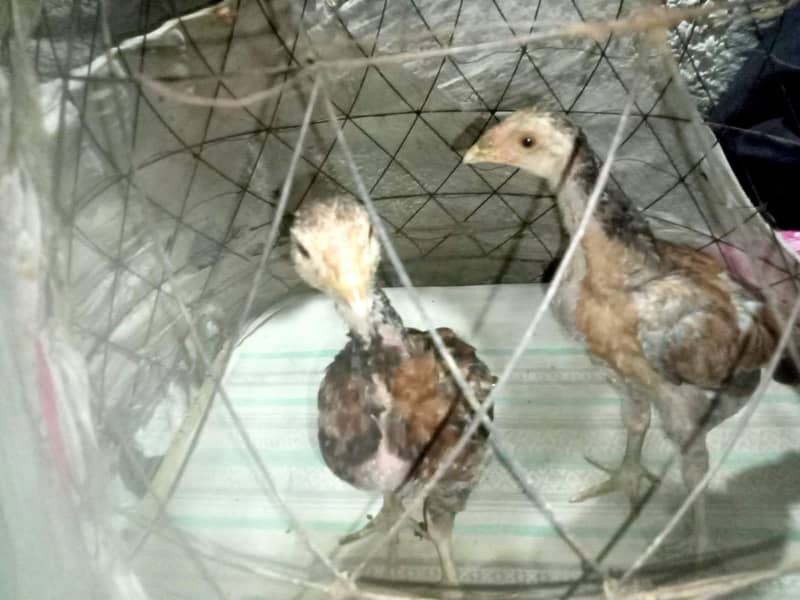 Aseel Chicks pair 5