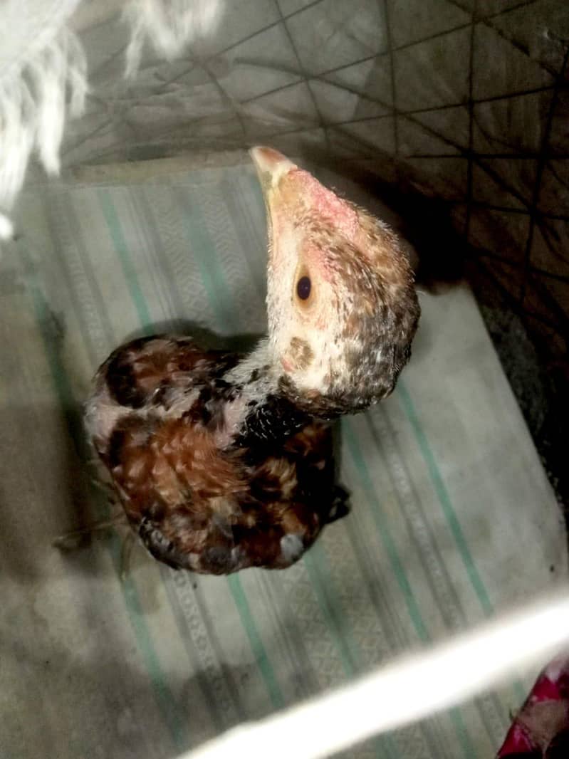 Aseel Chicks pair 6