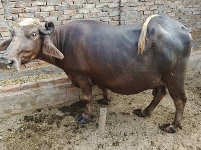 Buffalo in Minchanabad
