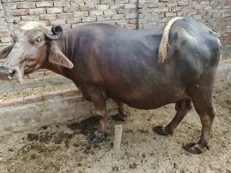 Buffalo in Minchanabad