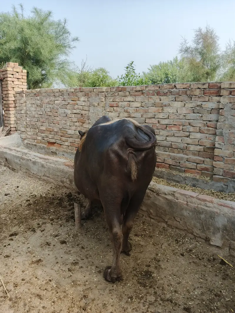 Buffalo in Minchanabad — photo 2