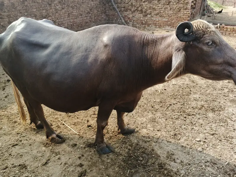 Buffalo in Minchanabad — photo 3