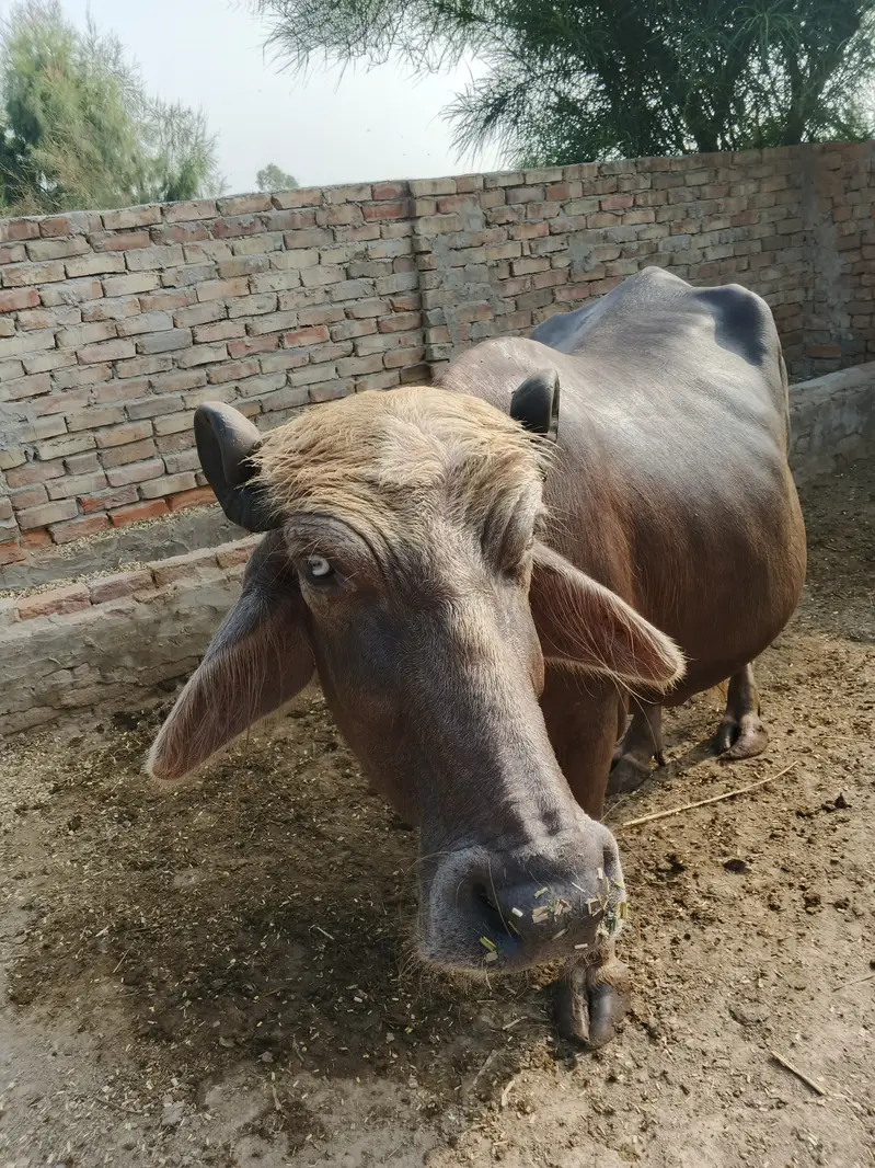 Buffalo in Minchanabad — photo 4