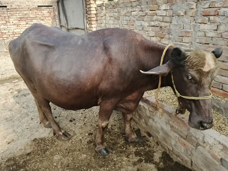 Buffalo in Minchanabad — photo 5