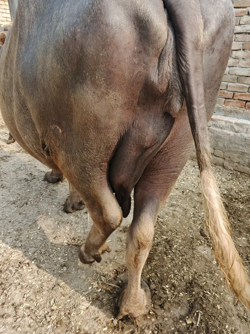 Buffalo in Minchanabad — photo 6