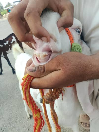 Bakra