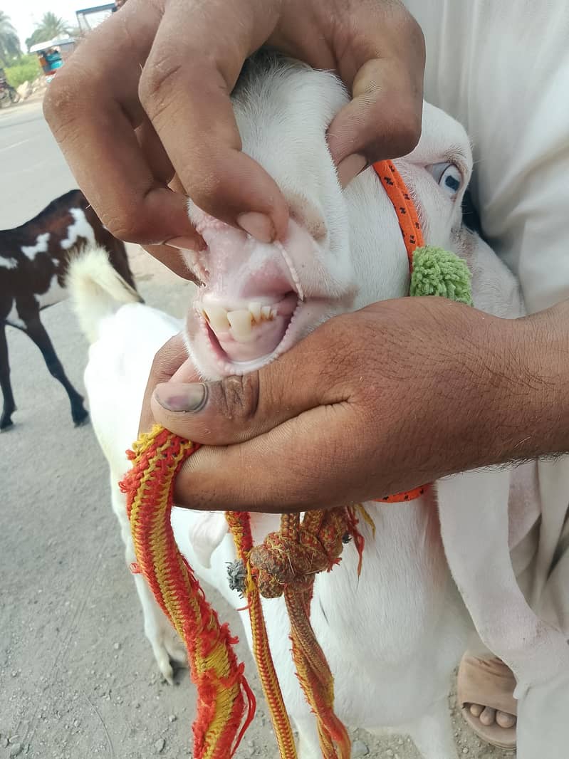 Bakra 0