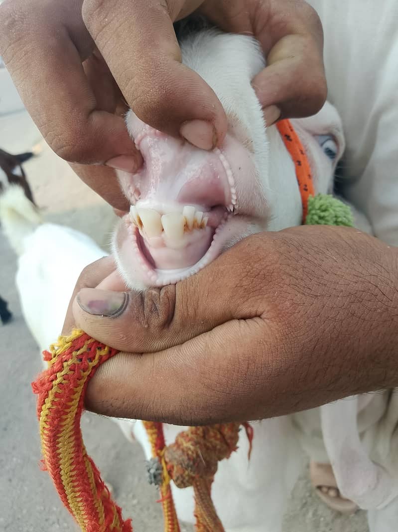 Bakra 1