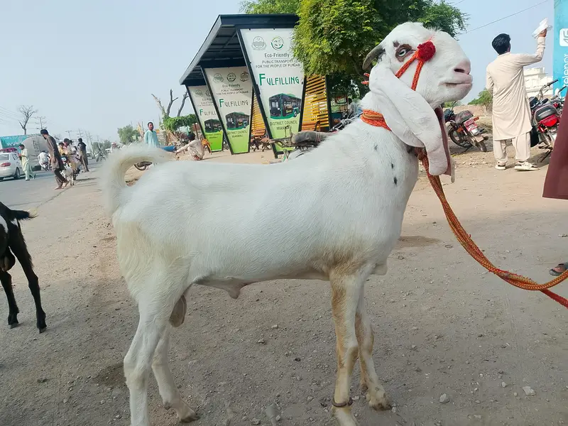 Bakra — photo 3
