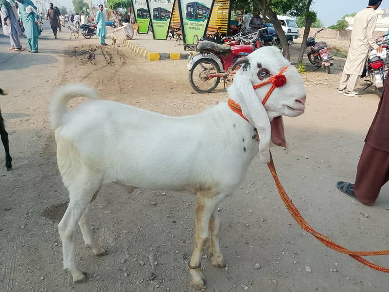 Bakra 3