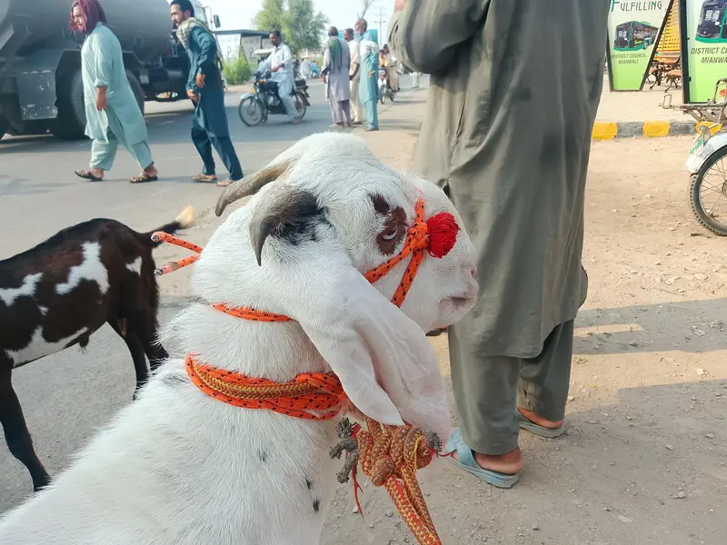 Bakra — photo 5