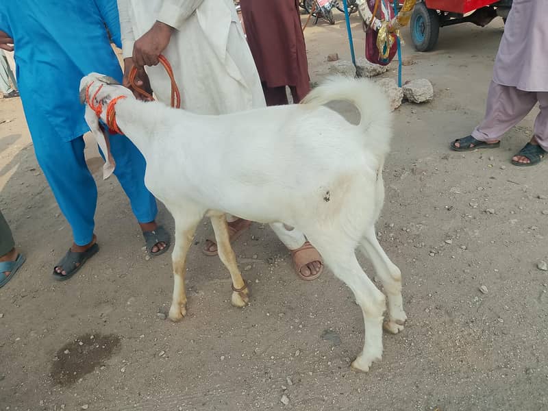 Bakra 5