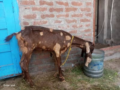 Beatle bakri 03415019049