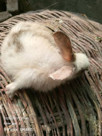 rabbit 