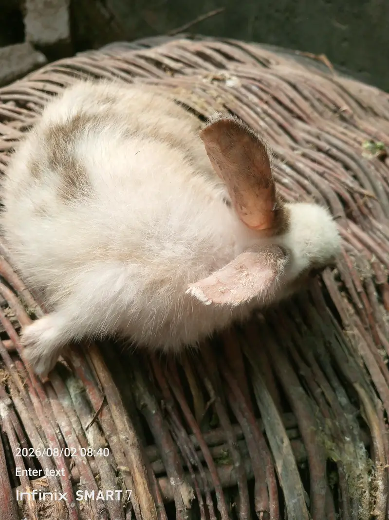rabbit 