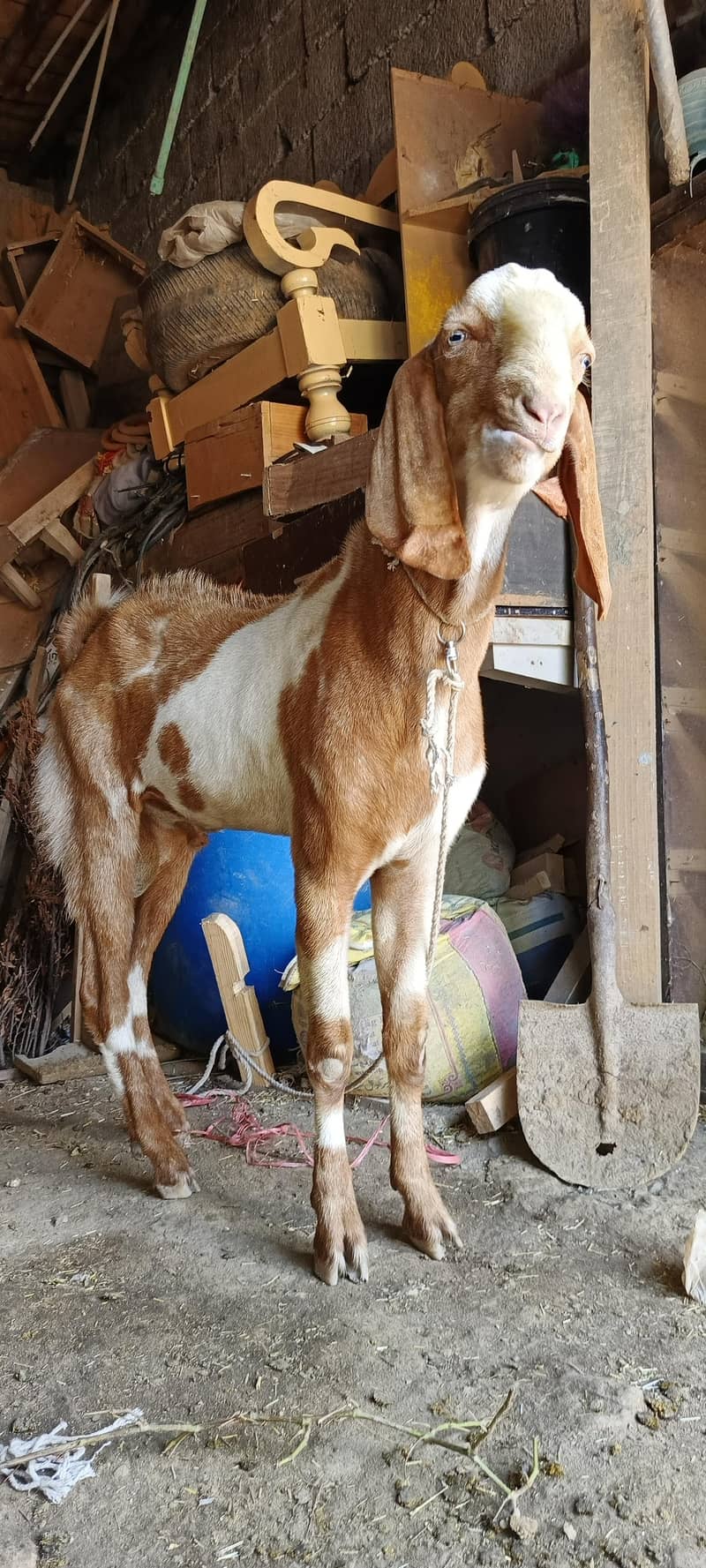 Goats  1