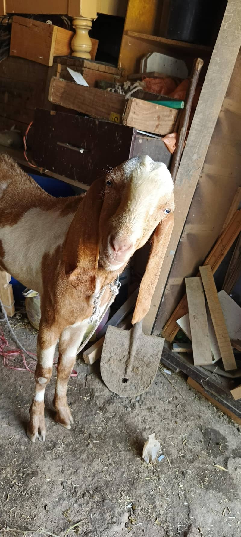 Goats  2