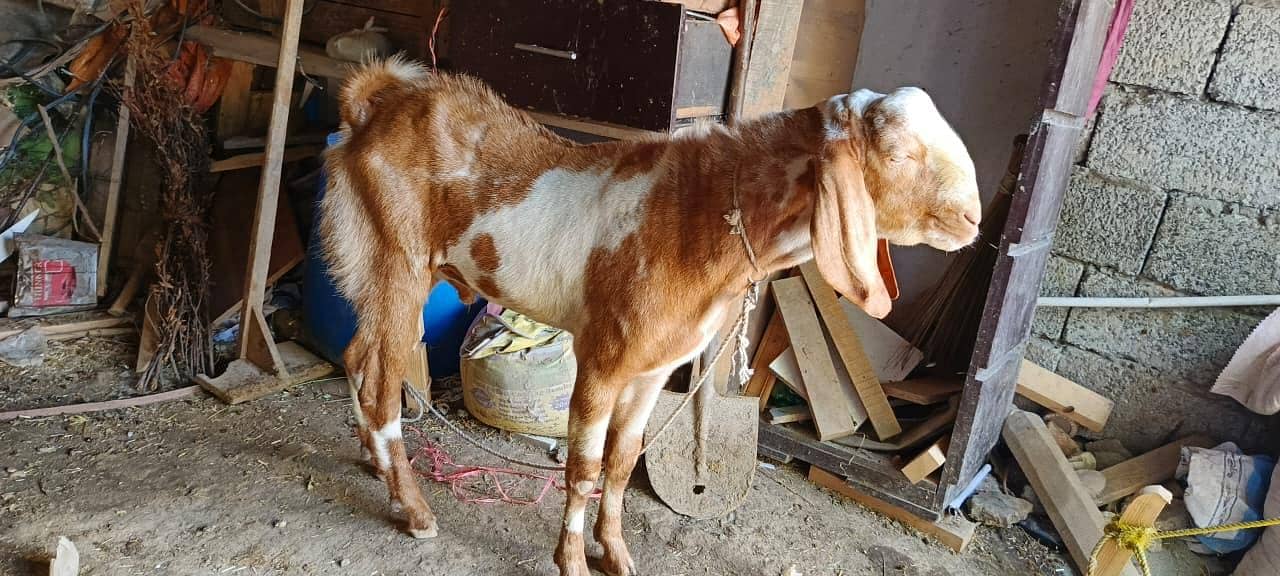 Goats  3