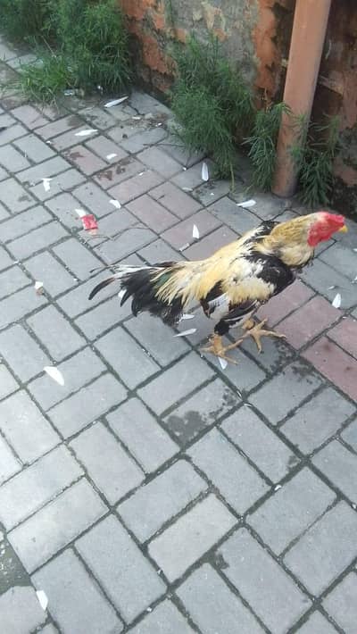 urgent for sale