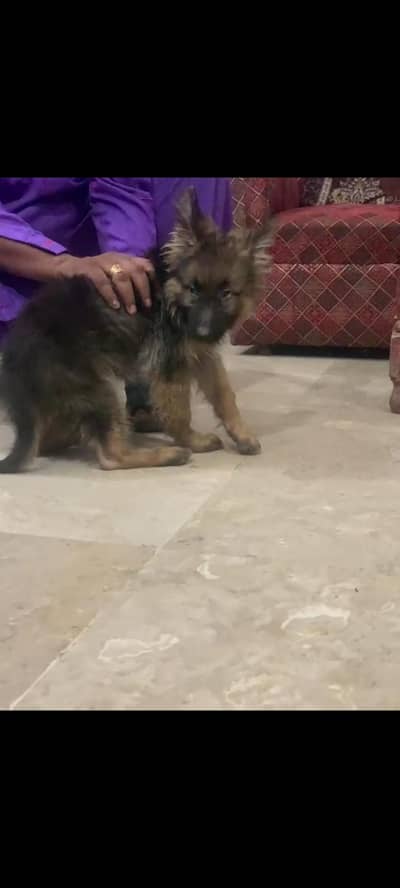 Pure German Shepherd Puppy | 3 Months | Vaccinated | Healthy Male