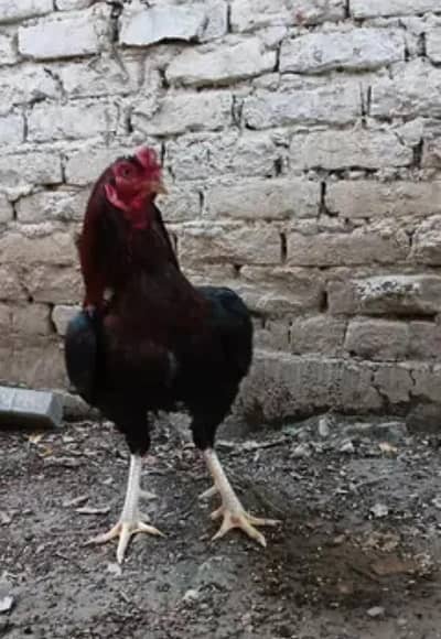 ASEEL MURGA FOR SALE