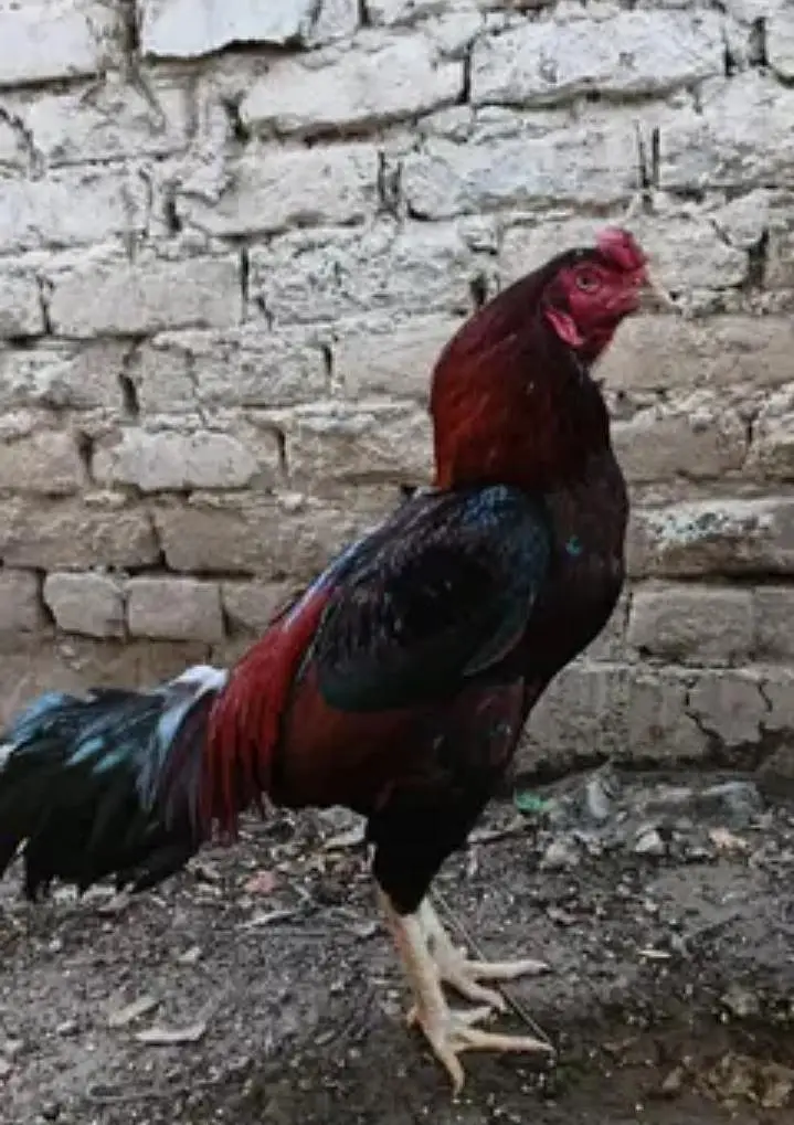 ASEEL MURGA FOR SALE — photo 3