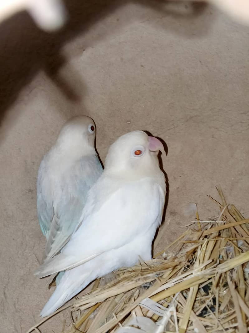 albino 0