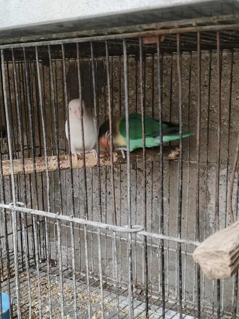 albino — photo 3