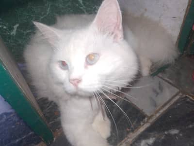 sure Persian cat urgent for sell shifting ki waja say sell Karni h