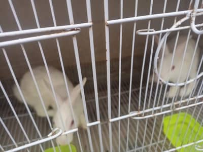 red eyes Rabbits breeding pairs