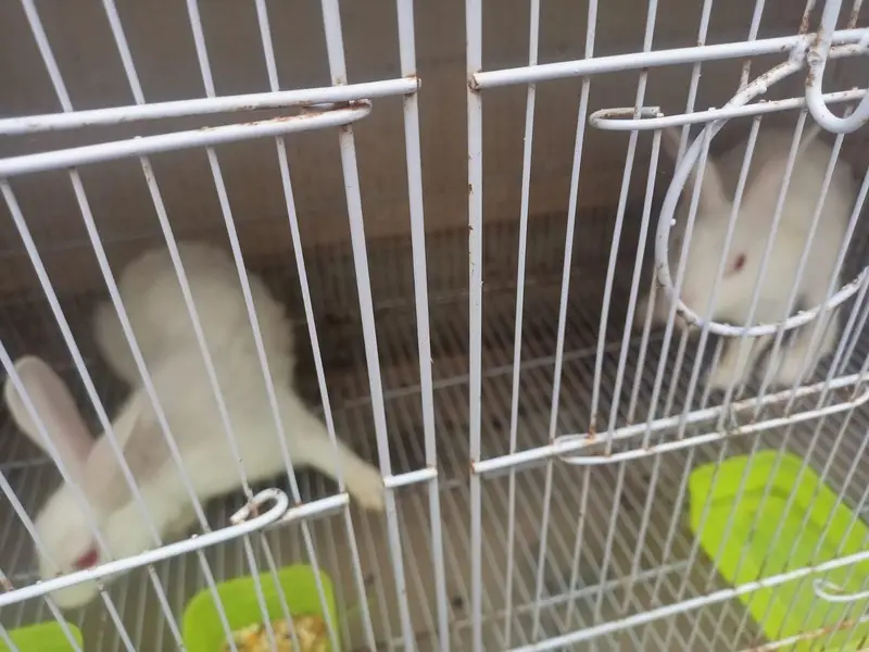 red eyes Rabbits breeding pairs — photo 2
