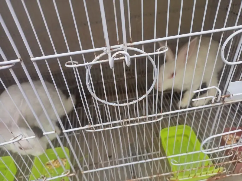red eyes Rabbits breeding pairs — photo 3