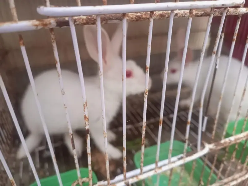 red eyes Rabbits breeding pairs — photo 4
