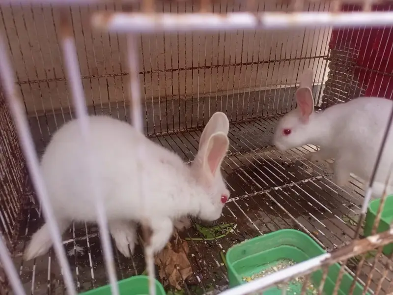 red eyes Rabbits breeding pairs — photo 5