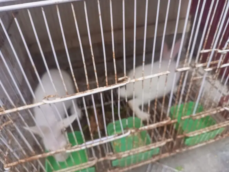 red eyes Rabbits breeding pairs — photo 6