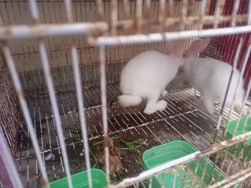 red eyes Rabbits breeding pairs — photo 7