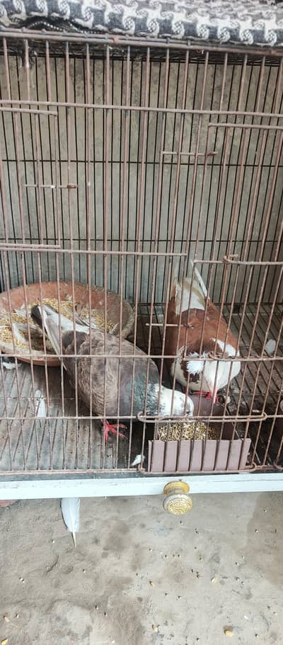 English Fantail & Shirazi Pigeons with Cages