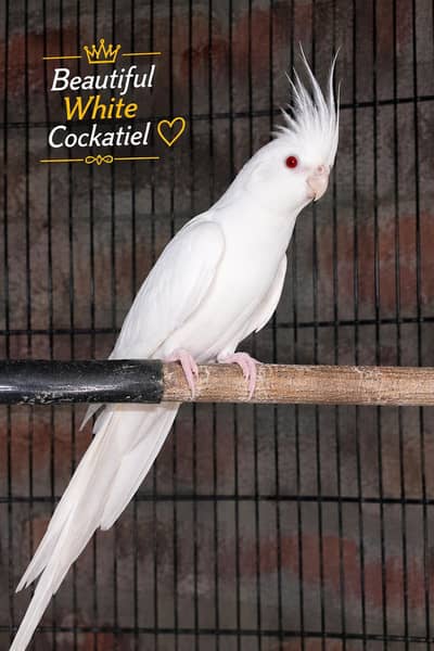 Beautiful White Cockatiel Female – Healthy & Active