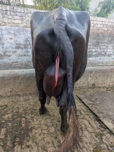 Neeli Ravi buffalo Sath katti