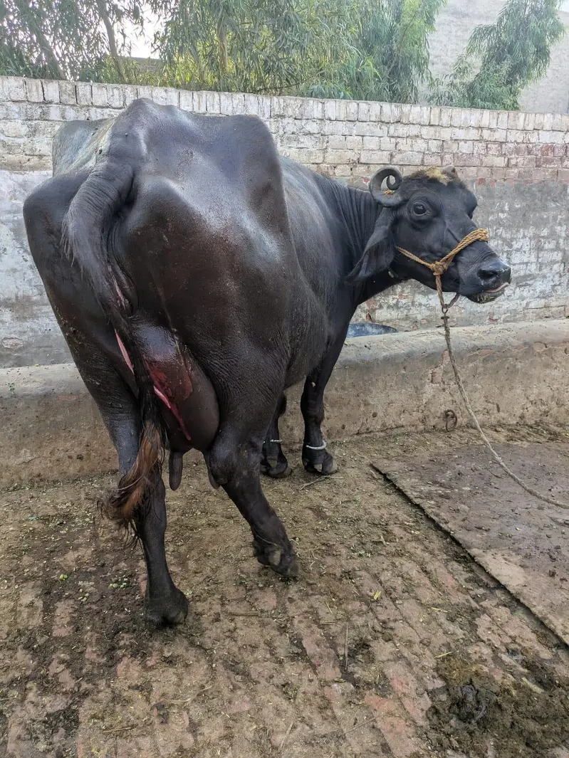 Neeli Ravi buffalo Sath katti — photo 2