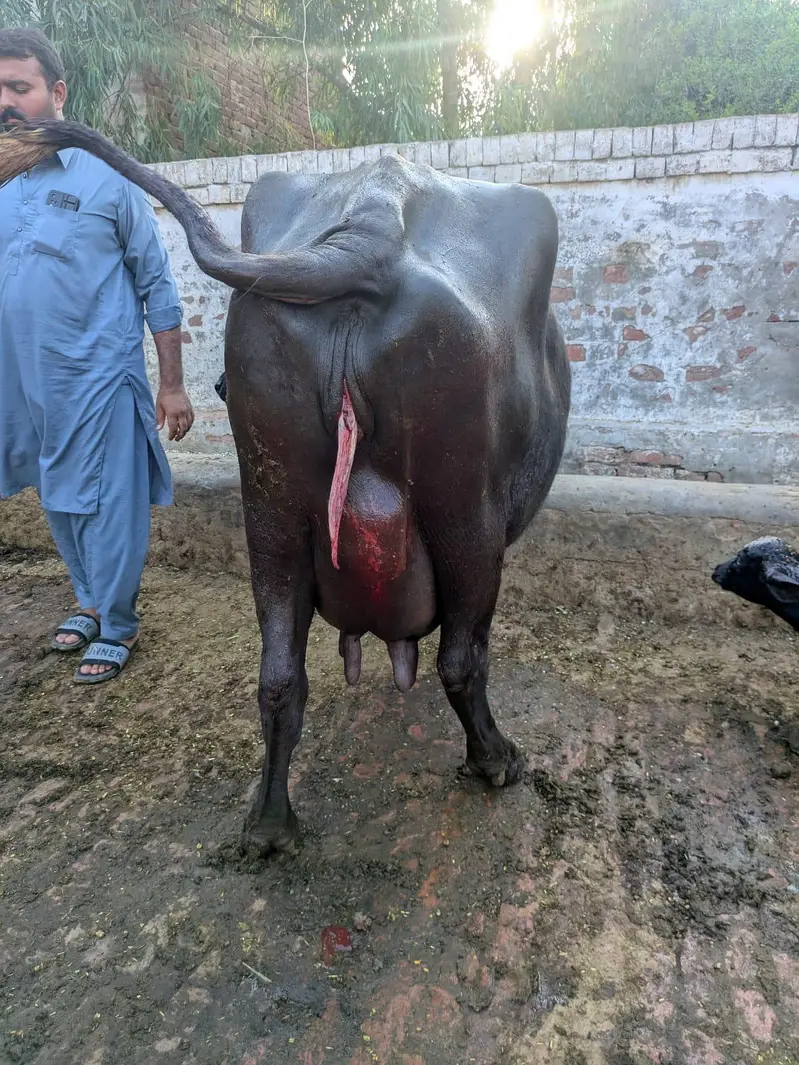 Neeli Ravi buffalo Sath katti — photo 3