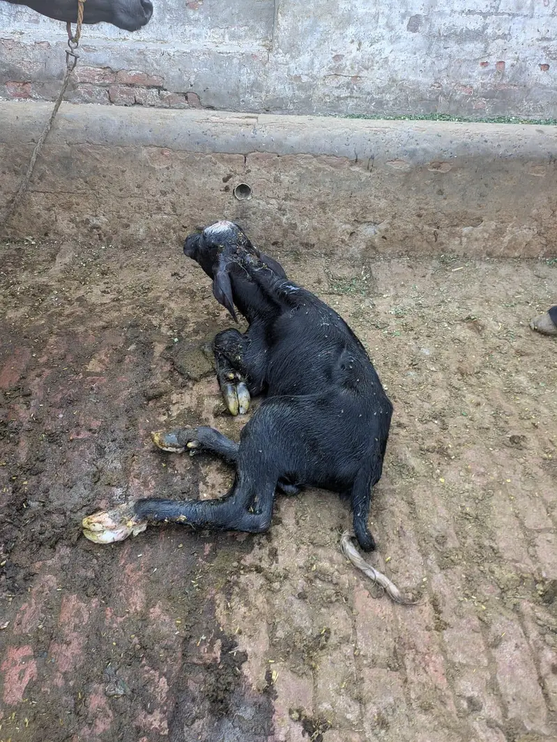 Neeli Ravi buffalo Sath katti — photo 4