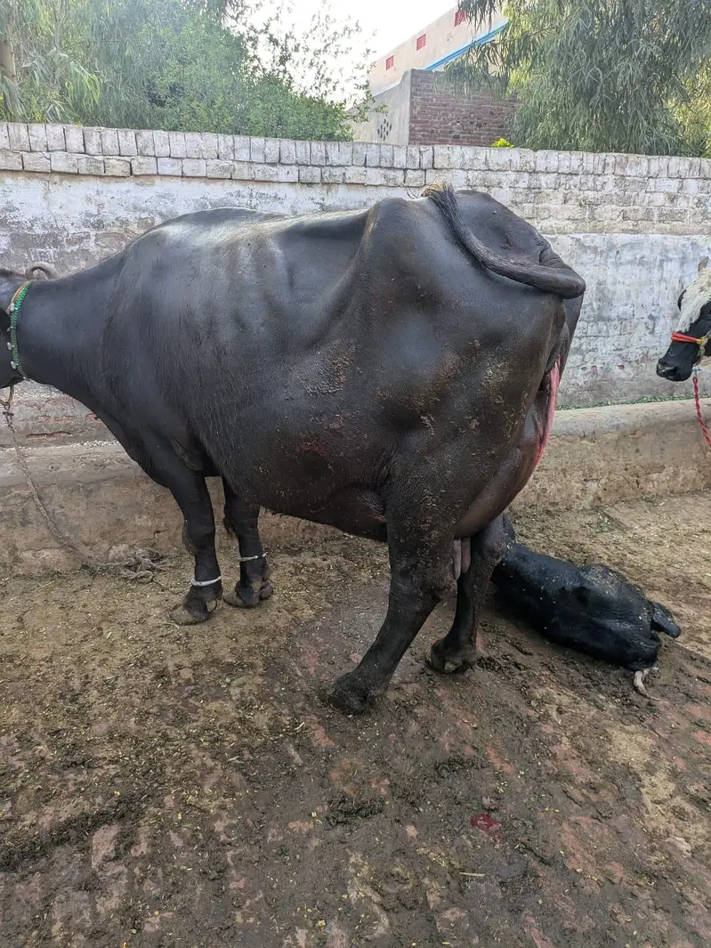 Neeli Ravi buffalo Sath katti — photo 5