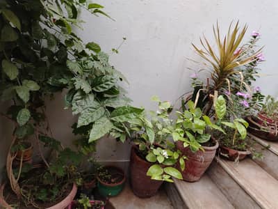  Healthy Indoor Plants with Beautiful Pots | Great Condition |